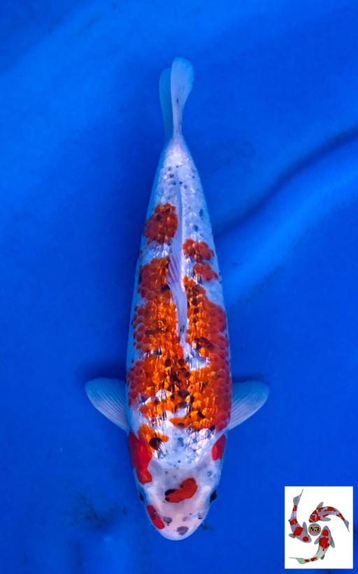 Lelang Koi Online, Jual Beli Ikan Koi, Pusat Jual Beli Koi, Info Lelang Koi Hari Ini, Platform Jual Beli Koi, Jual Beli Ikan Koi Online, Marketplace Ikan Koi, Jual Koi Terbaik, Tempat Beli Koi Berkualitas, Pasar Ikan Koi Online Terpercaya, Penjual Ikan Koi Terpercaya, Beli Koi Hias Online, Ikan Koi untuk Dijual, Koi Kualitas Terbaik, Toko Online Ikan Koi, Koi Hias Untuk Dijual, Jual Beli Ikan Koi Lokal, Koi Indonesia Online, Pusat Jual Beli Koi Terbesar