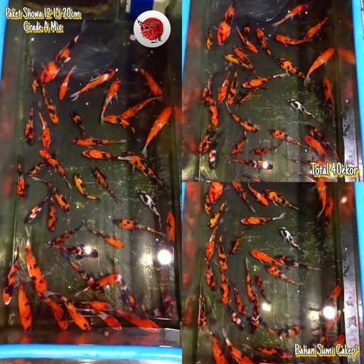 Lelang Koi Online, Jual Beli Ikan Koi, Pusat Jual Beli Koi, Info Lelang Koi Hari Ini, Platform Jual Beli Koi, Jual Beli Ikan Koi Online, Marketplace Ikan Koi, Jual Koi Terbaik, Tempat Beli Koi Berkualitas, Pasar Ikan Koi Online Terpercaya, Penjual Ikan Koi Terpercaya, Beli Koi Hias Online, Ikan Koi untuk Dijual, Koi Kualitas Terbaik, Toko Online Ikan Koi, Koi Hias Untuk Dijual, Jual Beli Ikan Koi Lokal, Koi Indonesia Online, Pusat Jual Beli Koi Terbesar
