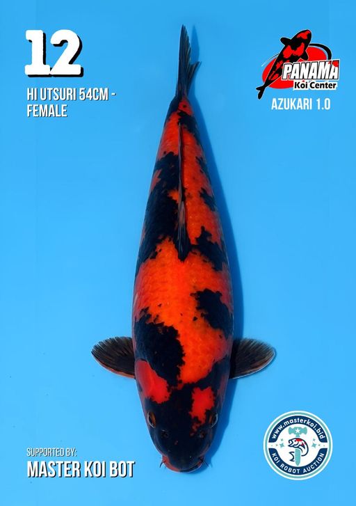 Lelang Koi Online, Jual Beli Ikan Koi, Pusat Jual Beli Koi, Info Lelang Koi Hari Ini, Platform Jual Beli Koi, Jual Beli Ikan Koi Online, Marketplace Ikan Koi, Jual Koi Terbaik, Tempat Beli Koi Berkualitas, Pasar Ikan Koi Online Terpercaya, Penjual Ikan Koi Terpercaya, Beli Koi Hias Online, Ikan Koi untuk Dijual, Koi Kualitas Terbaik, Toko Online Ikan Koi, Koi Hias Untuk Dijual, Jual Beli Ikan Koi Lokal, Koi Indonesia Online, Pusat Jual Beli Koi Terbesar