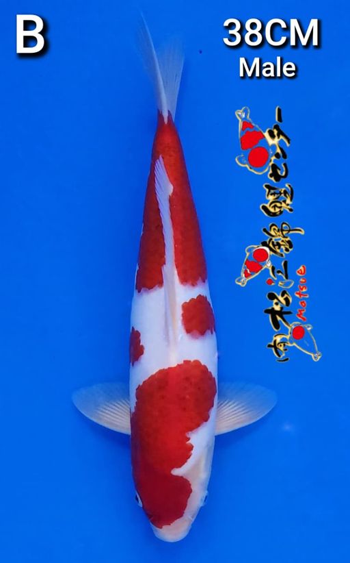 Lelang Koi Online, Jual Beli Ikan Koi, Pusat Jual Beli Koi, Info Lelang Koi Hari Ini, Platform Jual Beli Koi, Jual Beli Ikan Koi Online, Marketplace Ikan Koi, Jual Koi Terbaik, Tempat Beli Koi Berkualitas, Pasar Ikan Koi Online Terpercaya, Penjual Ikan Koi Terpercaya, Beli Koi Hias Online, Ikan Koi untuk Dijual, Koi Kualitas Terbaik, Toko Online Ikan Koi, Koi Hias Untuk Dijual, Jual Beli Ikan Koi Lokal, Koi Indonesia Online, Pusat Jual Beli Koi Terbesar