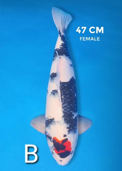 Lelang Koi Online, Jual Beli Ikan Koi, Pusat Jual Beli Koi, Info Lelang Koi Hari Ini, Platform Jual Beli Koi, Jual Beli Ikan Koi Online, Marketplace Ikan Koi, Jual Koi Terbaik, Tempat Beli Koi Berkualitas, Pasar Ikan Koi Online Terpercaya, Penjual Ikan Koi Terpercaya, Beli Koi Hias Online, Ikan Koi untuk Dijual, Koi Kualitas Terbaik, Toko Online Ikan Koi, Koi Hias Untuk Dijual, Jual Beli Ikan Koi Lokal, Koi Indonesia Online, Pusat Jual Beli Koi Terbesar