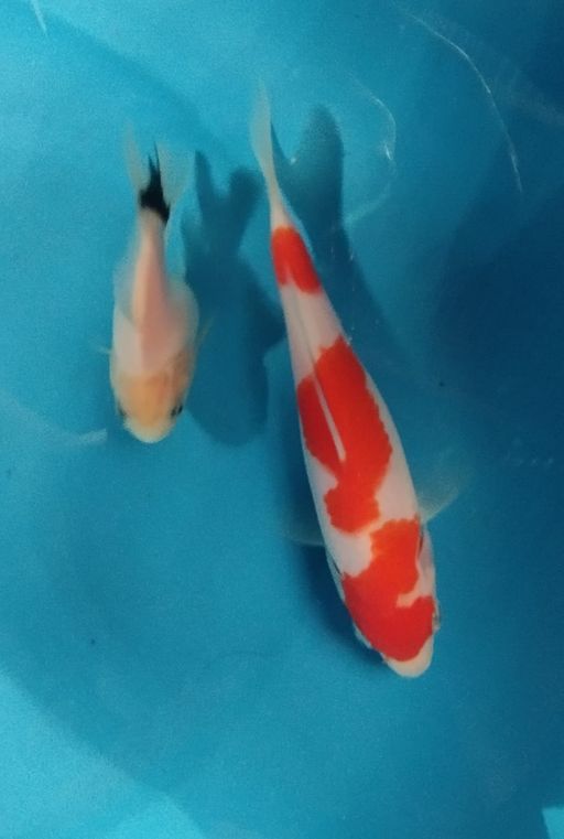 Lelang Koi Online, Jual Beli Ikan Koi, Pusat Jual Beli Koi, Info Lelang Koi Hari Ini, Platform Jual Beli Koi, Jual Beli Ikan Koi Online, Marketplace Ikan Koi, Jual Koi Terbaik, Tempat Beli Koi Berkualitas, Pasar Ikan Koi Online Terpercaya, Penjual Ikan Koi Terpercaya, Beli Koi Hias Online, Ikan Koi untuk Dijual, Koi Kualitas Terbaik, Toko Online Ikan Koi, Koi Hias Untuk Dijual, Jual Beli Ikan Koi Lokal, Koi Indonesia Online, Pusat Jual Beli Koi Terbesar