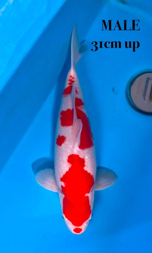 Lelang Koi Online, Jual Beli Ikan Koi, Pusat Jual Beli Koi, Info Lelang Koi Hari Ini, Platform Jual Beli Koi, Jual Beli Ikan Koi Online, Marketplace Ikan Koi, Jual Koi Terbaik, Tempat Beli Koi Berkualitas, Pasar Ikan Koi Online Terpercaya, Penjual Ikan Koi Terpercaya, Beli Koi Hias Online, Ikan Koi untuk Dijual, Koi Kualitas Terbaik, Toko Online Ikan Koi, Koi Hias Untuk Dijual, Jual Beli Ikan Koi Lokal, Koi Indonesia Online, Pusat Jual Beli Koi Terbesar