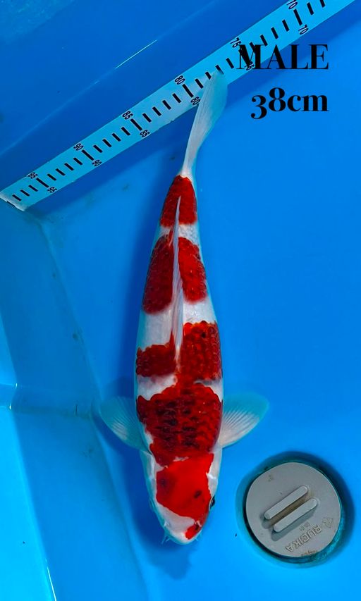 Lelang Koi Online, Jual Beli Ikan Koi, Pusat Jual Beli Koi, Info Lelang Koi Hari Ini, Platform Jual Beli Koi, Jual Beli Ikan Koi Online, Marketplace Ikan Koi, Jual Koi Terbaik, Tempat Beli Koi Berkualitas, Pasar Ikan Koi Online Terpercaya, Penjual Ikan Koi Terpercaya, Beli Koi Hias Online, Ikan Koi untuk Dijual, Koi Kualitas Terbaik, Toko Online Ikan Koi, Koi Hias Untuk Dijual, Jual Beli Ikan Koi Lokal, Koi Indonesia Online, Pusat Jual Beli Koi Terbesar