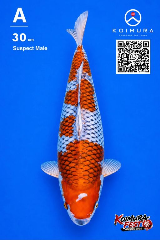Lelang Koi Online, Jual Beli Ikan Koi, Pusat Jual Beli Koi, Info Lelang Koi Hari Ini, Platform Jual Beli Koi, Jual Beli Ikan Koi Online, Marketplace Ikan Koi, Jual Koi Terbaik, Tempat Beli Koi Berkualitas, Pasar Ikan Koi Online Terpercaya, Penjual Ikan Koi Terpercaya, Beli Koi Hias Online, Ikan Koi untuk Dijual, Koi Kualitas Terbaik, Toko Online Ikan Koi, Koi Hias Untuk Dijual, Jual Beli Ikan Koi Lokal, Koi Indonesia Online, Pusat Jual Beli Koi Terbesar