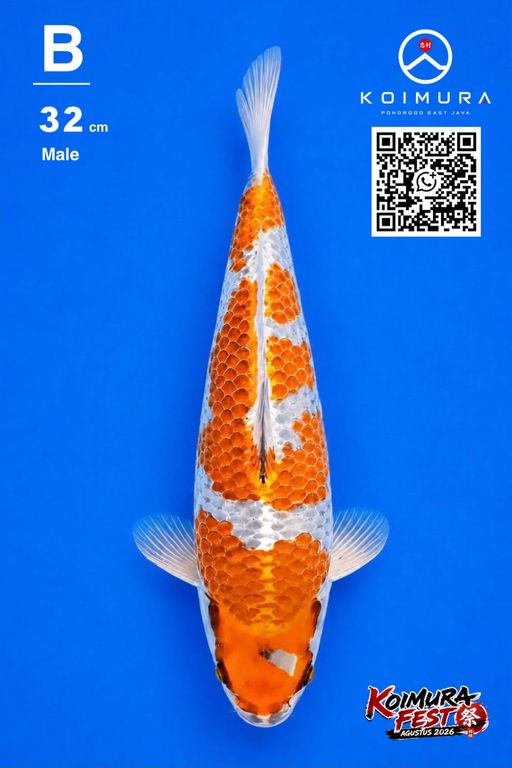 Lelang Koi Online, Jual Beli Ikan Koi, Pusat Jual Beli Koi, Info Lelang Koi Hari Ini, Platform Jual Beli Koi, Jual Beli Ikan Koi Online, Marketplace Ikan Koi, Jual Koi Terbaik, Tempat Beli Koi Berkualitas, Pasar Ikan Koi Online Terpercaya, Penjual Ikan Koi Terpercaya, Beli Koi Hias Online, Ikan Koi untuk Dijual, Koi Kualitas Terbaik, Toko Online Ikan Koi, Koi Hias Untuk Dijual, Jual Beli Ikan Koi Lokal, Koi Indonesia Online, Pusat Jual Beli Koi Terbesar