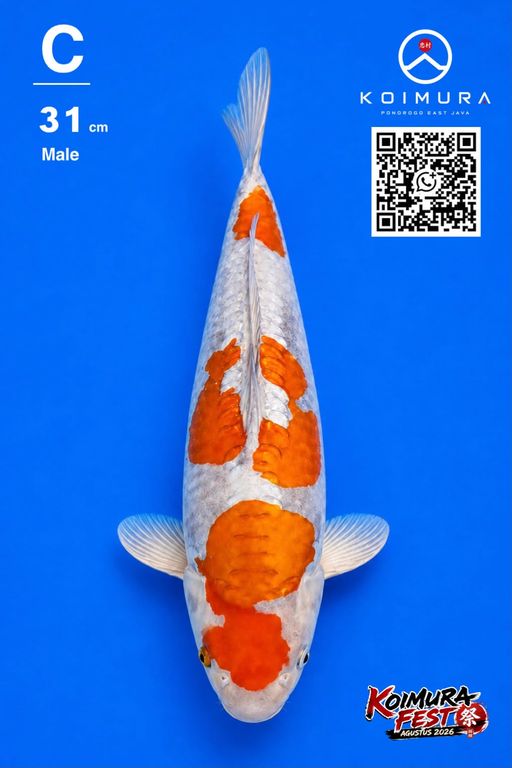 Lelang Koi Online, Jual Beli Ikan Koi, Pusat Jual Beli Koi, Info Lelang Koi Hari Ini, Platform Jual Beli Koi, Jual Beli Ikan Koi Online, Marketplace Ikan Koi, Jual Koi Terbaik, Tempat Beli Koi Berkualitas, Pasar Ikan Koi Online Terpercaya, Penjual Ikan Koi Terpercaya, Beli Koi Hias Online, Ikan Koi untuk Dijual, Koi Kualitas Terbaik, Toko Online Ikan Koi, Koi Hias Untuk Dijual, Jual Beli Ikan Koi Lokal, Koi Indonesia Online, Pusat Jual Beli Koi Terbesar