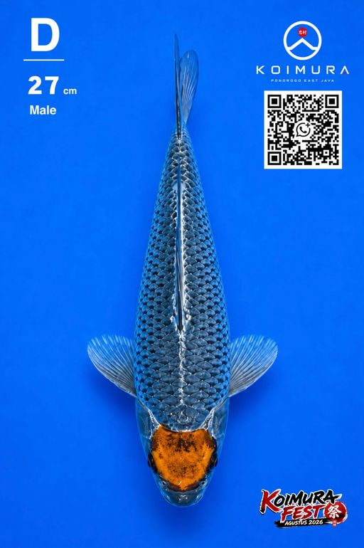 Lelang Koi Online, Jual Beli Ikan Koi, Pusat Jual Beli Koi, Info Lelang Koi Hari Ini, Platform Jual Beli Koi, Jual Beli Ikan Koi Online, Marketplace Ikan Koi, Jual Koi Terbaik, Tempat Beli Koi Berkualitas, Pasar Ikan Koi Online Terpercaya, Penjual Ikan Koi Terpercaya, Beli Koi Hias Online, Ikan Koi untuk Dijual, Koi Kualitas Terbaik, Toko Online Ikan Koi, Koi Hias Untuk Dijual, Jual Beli Ikan Koi Lokal, Koi Indonesia Online, Pusat Jual Beli Koi Terbesar