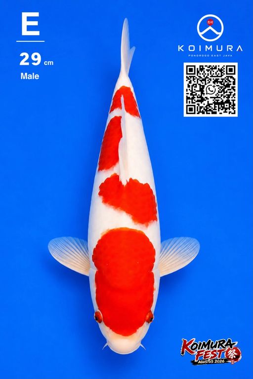 Lelang Koi Online, Jual Beli Ikan Koi, Pusat Jual Beli Koi, Info Lelang Koi Hari Ini, Platform Jual Beli Koi, Jual Beli Ikan Koi Online, Marketplace Ikan Koi, Jual Koi Terbaik, Tempat Beli Koi Berkualitas, Pasar Ikan Koi Online Terpercaya, Penjual Ikan Koi Terpercaya, Beli Koi Hias Online, Ikan Koi untuk Dijual, Koi Kualitas Terbaik, Toko Online Ikan Koi, Koi Hias Untuk Dijual, Jual Beli Ikan Koi Lokal, Koi Indonesia Online, Pusat Jual Beli Koi Terbesar