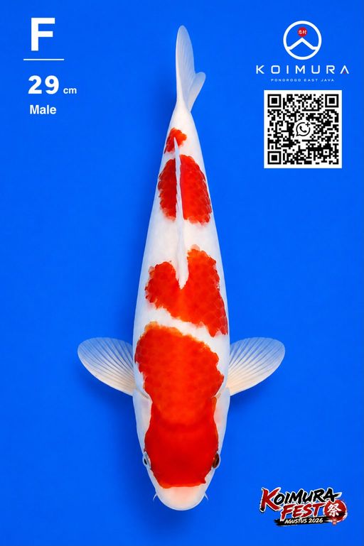 Lelang Koi Online, Jual Beli Ikan Koi, Pusat Jual Beli Koi, Info Lelang Koi Hari Ini, Platform Jual Beli Koi, Jual Beli Ikan Koi Online, Marketplace Ikan Koi, Jual Koi Terbaik, Tempat Beli Koi Berkualitas, Pasar Ikan Koi Online Terpercaya, Penjual Ikan Koi Terpercaya, Beli Koi Hias Online, Ikan Koi untuk Dijual, Koi Kualitas Terbaik, Toko Online Ikan Koi, Koi Hias Untuk Dijual, Jual Beli Ikan Koi Lokal, Koi Indonesia Online, Pusat Jual Beli Koi Terbesar