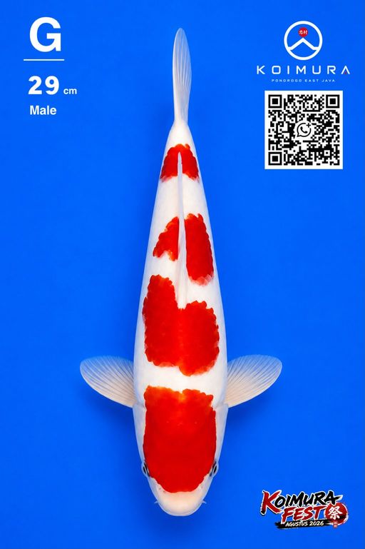 Lelang Koi Online, Jual Beli Ikan Koi, Pusat Jual Beli Koi, Info Lelang Koi Hari Ini, Platform Jual Beli Koi, Jual Beli Ikan Koi Online, Marketplace Ikan Koi, Jual Koi Terbaik, Tempat Beli Koi Berkualitas, Pasar Ikan Koi Online Terpercaya, Penjual Ikan Koi Terpercaya, Beli Koi Hias Online, Ikan Koi untuk Dijual, Koi Kualitas Terbaik, Toko Online Ikan Koi, Koi Hias Untuk Dijual, Jual Beli Ikan Koi Lokal, Koi Indonesia Online, Pusat Jual Beli Koi Terbesar