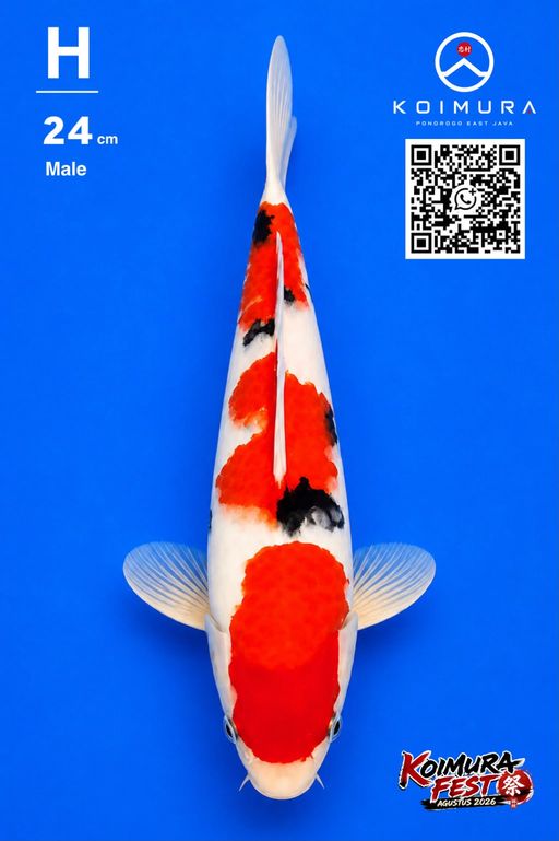 Lelang Koi Online, Jual Beli Ikan Koi, Pusat Jual Beli Koi, Info Lelang Koi Hari Ini, Platform Jual Beli Koi, Jual Beli Ikan Koi Online, Marketplace Ikan Koi, Jual Koi Terbaik, Tempat Beli Koi Berkualitas, Pasar Ikan Koi Online Terpercaya, Penjual Ikan Koi Terpercaya, Beli Koi Hias Online, Ikan Koi untuk Dijual, Koi Kualitas Terbaik, Toko Online Ikan Koi, Koi Hias Untuk Dijual, Jual Beli Ikan Koi Lokal, Koi Indonesia Online, Pusat Jual Beli Koi Terbesar