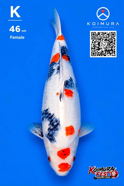 Lelang Koi Online, Jual Beli Ikan Koi, Pusat Jual Beli Koi, Info Lelang Koi Hari Ini, Platform Jual Beli Koi, Jual Beli Ikan Koi Online, Marketplace Ikan Koi, Jual Koi Terbaik, Tempat Beli Koi Berkualitas, Pasar Ikan Koi Online Terpercaya, Penjual Ikan Koi Terpercaya, Beli Koi Hias Online, Ikan Koi untuk Dijual, Koi Kualitas Terbaik, Toko Online Ikan Koi, Koi Hias Untuk Dijual, Jual Beli Ikan Koi Lokal, Koi Indonesia Online, Pusat Jual Beli Koi Terbesar