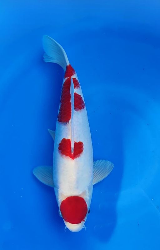 Lelang Koi Online, Jual Beli Ikan Koi, Pusat Jual Beli Koi, Info Lelang Koi Hari Ini, Platform Jual Beli Koi, Jual Beli Ikan Koi Online, Marketplace Ikan Koi, Jual Koi Terbaik, Tempat Beli Koi Berkualitas, Pasar Ikan Koi Online Terpercaya, Penjual Ikan Koi Terpercaya, Beli Koi Hias Online, Ikan Koi untuk Dijual, Koi Kualitas Terbaik, Toko Online Ikan Koi, Koi Hias Untuk Dijual, Jual Beli Ikan Koi Lokal, Koi Indonesia Online, Pusat Jual Beli Koi Terbesar