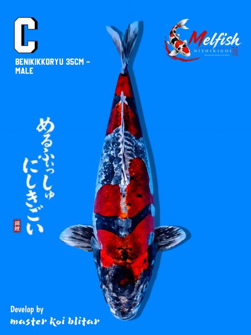 Lelang Koi Online, Jual Beli Ikan Koi, Pusat Jual Beli Koi, Info Lelang Koi Hari Ini, Platform Jual Beli Koi, Jual Beli Ikan Koi Online, Marketplace Ikan Koi, Jual Koi Terbaik, Tempat Beli Koi Berkualitas, Pasar Ikan Koi Online Terpercaya, Penjual Ikan Koi Terpercaya, Beli Koi Hias Online, Ikan Koi untuk Dijual, Koi Kualitas Terbaik, Toko Online Ikan Koi, Koi Hias Untuk Dijual, Jual Beli Ikan Koi Lokal, Koi Indonesia Online, Pusat Jual Beli Koi Terbesar