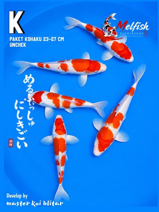 Lelang Koi Online, Jual Beli Ikan Koi, Pusat Jual Beli Koi, Info Lelang Koi Hari Ini, Platform Jual Beli Koi, Jual Beli Ikan Koi Online, Marketplace Ikan Koi, Jual Koi Terbaik, Tempat Beli Koi Berkualitas, Pasar Ikan Koi Online Terpercaya, Penjual Ikan Koi Terpercaya, Beli Koi Hias Online, Ikan Koi untuk Dijual, Koi Kualitas Terbaik, Toko Online Ikan Koi, Koi Hias Untuk Dijual, Jual Beli Ikan Koi Lokal, Koi Indonesia Online, Pusat Jual Beli Koi Terbesar