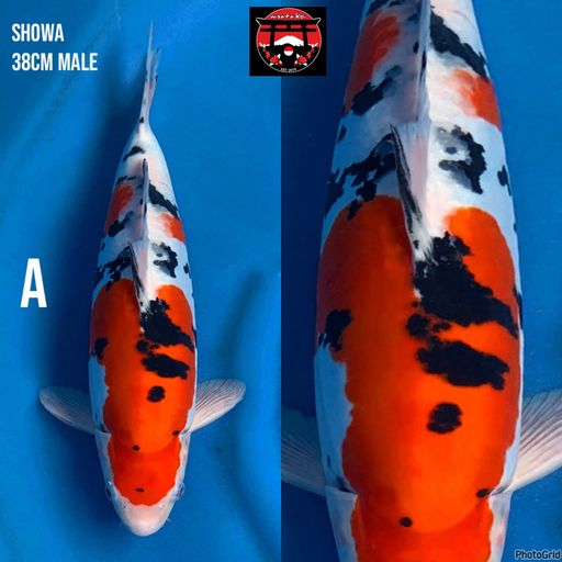 Lelang Koi Online, Jual Beli Ikan Koi, Pusat Jual Beli Koi, Info Lelang Koi Hari Ini, Platform Jual Beli Koi, Jual Beli Ikan Koi Online, Marketplace Ikan Koi, Jual Koi Terbaik, Tempat Beli Koi Berkualitas, Pasar Ikan Koi Online Terpercaya, Penjual Ikan Koi Terpercaya, Beli Koi Hias Online, Ikan Koi untuk Dijual, Koi Kualitas Terbaik, Toko Online Ikan Koi, Koi Hias Untuk Dijual, Jual Beli Ikan Koi Lokal, Koi Indonesia Online, Pusat Jual Beli Koi Terbesar