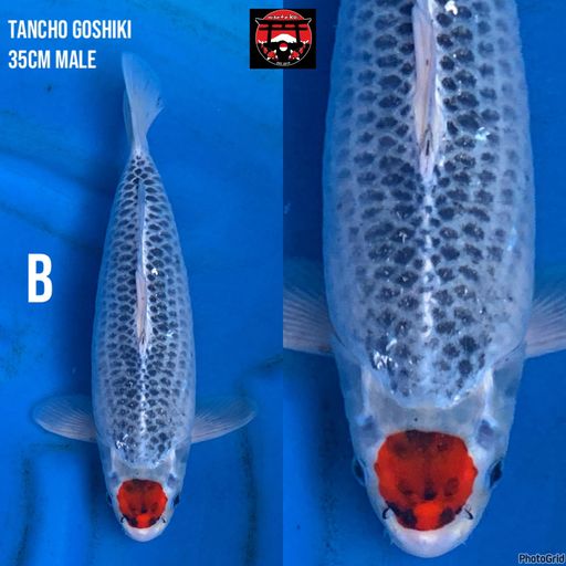 Lelang Koi Online, Jual Beli Ikan Koi, Pusat Jual Beli Koi, Info Lelang Koi Hari Ini, Platform Jual Beli Koi, Jual Beli Ikan Koi Online, Marketplace Ikan Koi, Jual Koi Terbaik, Tempat Beli Koi Berkualitas, Pasar Ikan Koi Online Terpercaya, Penjual Ikan Koi Terpercaya, Beli Koi Hias Online, Ikan Koi untuk Dijual, Koi Kualitas Terbaik, Toko Online Ikan Koi, Koi Hias Untuk Dijual, Jual Beli Ikan Koi Lokal, Koi Indonesia Online, Pusat Jual Beli Koi Terbesar