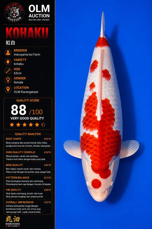 Lelang Koi Online, Jual Beli Ikan Koi, Pusat Jual Beli Koi, Info Lelang Koi Hari Ini, Platform Jual Beli Koi, Jual Beli Ikan Koi Online, Marketplace Ikan Koi, Jual Koi Terbaik, Tempat Beli Koi Berkualitas, Pasar Ikan Koi Online Terpercaya, Penjual Ikan Koi Terpercaya, Beli Koi Hias Online, Ikan Koi untuk Dijual, Koi Kualitas Terbaik, Toko Online Ikan Koi, Koi Hias Untuk Dijual, Jual Beli Ikan Koi Lokal, Koi Indonesia Online, Pusat Jual Beli Koi Terbesar