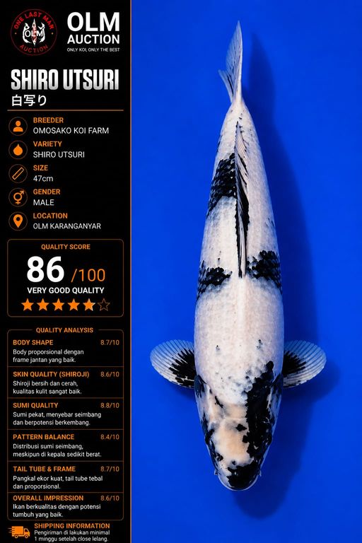 Lelang Koi Online, Jual Beli Ikan Koi, Pusat Jual Beli Koi, Info Lelang Koi Hari Ini, Platform Jual Beli Koi, Jual Beli Ikan Koi Online, Marketplace Ikan Koi, Jual Koi Terbaik, Tempat Beli Koi Berkualitas, Pasar Ikan Koi Online Terpercaya, Penjual Ikan Koi Terpercaya, Beli Koi Hias Online, Ikan Koi untuk Dijual, Koi Kualitas Terbaik, Toko Online Ikan Koi, Koi Hias Untuk Dijual, Jual Beli Ikan Koi Lokal, Koi Indonesia Online, Pusat Jual Beli Koi Terbesar
