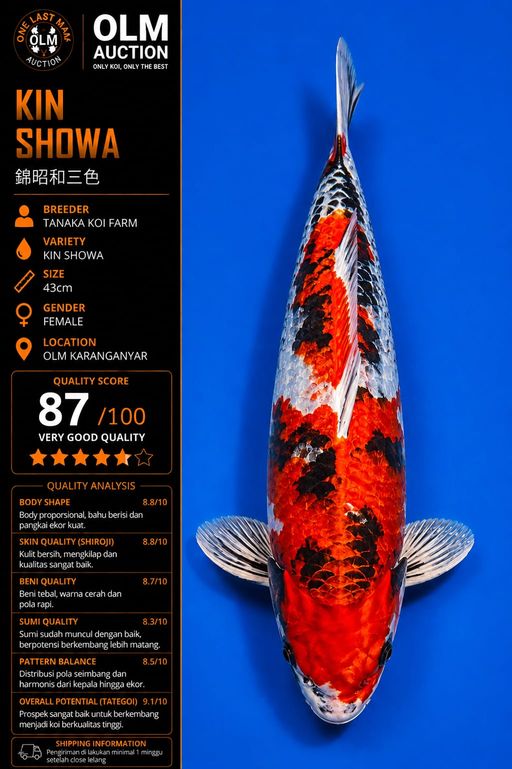 Lelang Koi Online, Jual Beli Ikan Koi, Pusat Jual Beli Koi, Info Lelang Koi Hari Ini, Platform Jual Beli Koi, Jual Beli Ikan Koi Online, Marketplace Ikan Koi, Jual Koi Terbaik, Tempat Beli Koi Berkualitas, Pasar Ikan Koi Online Terpercaya, Penjual Ikan Koi Terpercaya, Beli Koi Hias Online, Ikan Koi untuk Dijual, Koi Kualitas Terbaik, Toko Online Ikan Koi, Koi Hias Untuk Dijual, Jual Beli Ikan Koi Lokal, Koi Indonesia Online, Pusat Jual Beli Koi Terbesar
