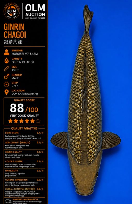 Lelang Koi Online, Jual Beli Ikan Koi, Pusat Jual Beli Koi, Info Lelang Koi Hari Ini, Platform Jual Beli Koi, Jual Beli Ikan Koi Online, Marketplace Ikan Koi, Jual Koi Terbaik, Tempat Beli Koi Berkualitas, Pasar Ikan Koi Online Terpercaya, Penjual Ikan Koi Terpercaya, Beli Koi Hias Online, Ikan Koi untuk Dijual, Koi Kualitas Terbaik, Toko Online Ikan Koi, Koi Hias Untuk Dijual, Jual Beli Ikan Koi Lokal, Koi Indonesia Online, Pusat Jual Beli Koi Terbesar