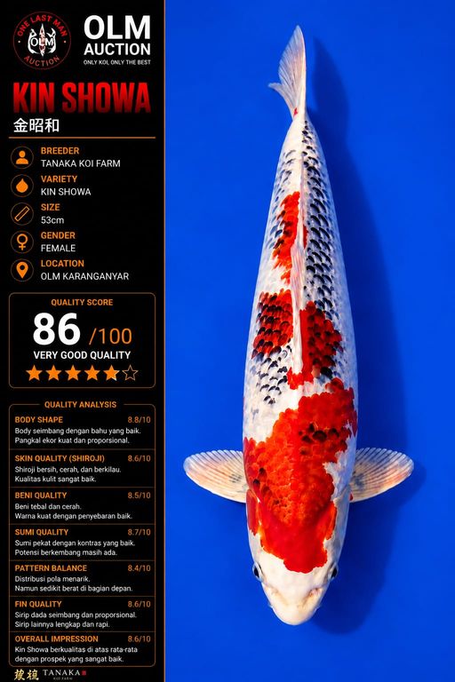 Lelang Koi Online, Jual Beli Ikan Koi, Pusat Jual Beli Koi, Info Lelang Koi Hari Ini, Platform Jual Beli Koi, Jual Beli Ikan Koi Online, Marketplace Ikan Koi, Jual Koi Terbaik, Tempat Beli Koi Berkualitas, Pasar Ikan Koi Online Terpercaya, Penjual Ikan Koi Terpercaya, Beli Koi Hias Online, Ikan Koi untuk Dijual, Koi Kualitas Terbaik, Toko Online Ikan Koi, Koi Hias Untuk Dijual, Jual Beli Ikan Koi Lokal, Koi Indonesia Online, Pusat Jual Beli Koi Terbesar