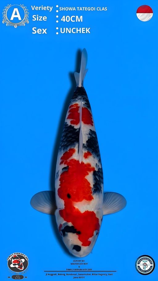 Lelang Koi Online, Jual Beli Ikan Koi, Pusat Jual Beli Koi, Info Lelang Koi Hari Ini, Platform Jual Beli Koi, Jual Beli Ikan Koi Online, Marketplace Ikan Koi, Jual Koi Terbaik, Tempat Beli Koi Berkualitas, Pasar Ikan Koi Online Terpercaya, Penjual Ikan Koi Terpercaya, Beli Koi Hias Online, Ikan Koi untuk Dijual, Koi Kualitas Terbaik, Toko Online Ikan Koi, Koi Hias Untuk Dijual, Jual Beli Ikan Koi Lokal, Koi Indonesia Online, Pusat Jual Beli Koi Terbesar