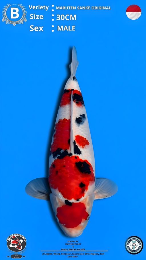 Lelang Koi Online, Jual Beli Ikan Koi, Pusat Jual Beli Koi, Info Lelang Koi Hari Ini, Platform Jual Beli Koi, Jual Beli Ikan Koi Online, Marketplace Ikan Koi, Jual Koi Terbaik, Tempat Beli Koi Berkualitas, Pasar Ikan Koi Online Terpercaya, Penjual Ikan Koi Terpercaya, Beli Koi Hias Online, Ikan Koi untuk Dijual, Koi Kualitas Terbaik, Toko Online Ikan Koi, Koi Hias Untuk Dijual, Jual Beli Ikan Koi Lokal, Koi Indonesia Online, Pusat Jual Beli Koi Terbesar
