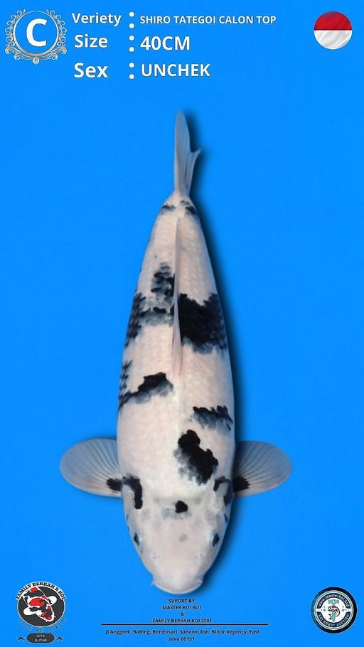 Lelang Koi Online, Jual Beli Ikan Koi, Pusat Jual Beli Koi, Info Lelang Koi Hari Ini, Platform Jual Beli Koi, Jual Beli Ikan Koi Online, Marketplace Ikan Koi, Jual Koi Terbaik, Tempat Beli Koi Berkualitas, Pasar Ikan Koi Online Terpercaya, Penjual Ikan Koi Terpercaya, Beli Koi Hias Online, Ikan Koi untuk Dijual, Koi Kualitas Terbaik, Toko Online Ikan Koi, Koi Hias Untuk Dijual, Jual Beli Ikan Koi Lokal, Koi Indonesia Online, Pusat Jual Beli Koi Terbesar