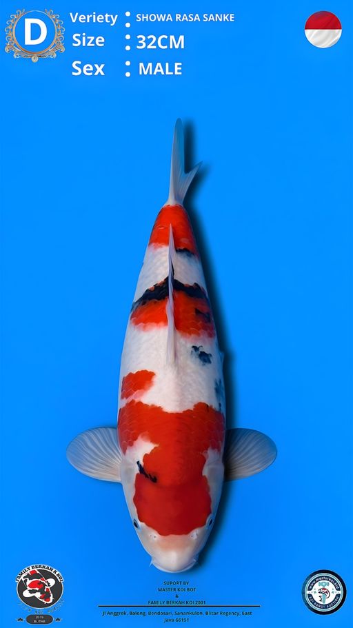 Lelang Koi Online, Jual Beli Ikan Koi, Pusat Jual Beli Koi, Info Lelang Koi Hari Ini, Platform Jual Beli Koi, Jual Beli Ikan Koi Online, Marketplace Ikan Koi, Jual Koi Terbaik, Tempat Beli Koi Berkualitas, Pasar Ikan Koi Online Terpercaya, Penjual Ikan Koi Terpercaya, Beli Koi Hias Online, Ikan Koi untuk Dijual, Koi Kualitas Terbaik, Toko Online Ikan Koi, Koi Hias Untuk Dijual, Jual Beli Ikan Koi Lokal, Koi Indonesia Online, Pusat Jual Beli Koi Terbesar