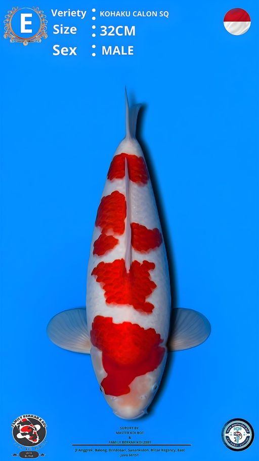 Lelang Koi Online, Jual Beli Ikan Koi, Pusat Jual Beli Koi, Info Lelang Koi Hari Ini, Platform Jual Beli Koi, Jual Beli Ikan Koi Online, Marketplace Ikan Koi, Jual Koi Terbaik, Tempat Beli Koi Berkualitas, Pasar Ikan Koi Online Terpercaya, Penjual Ikan Koi Terpercaya, Beli Koi Hias Online, Ikan Koi untuk Dijual, Koi Kualitas Terbaik, Toko Online Ikan Koi, Koi Hias Untuk Dijual, Jual Beli Ikan Koi Lokal, Koi Indonesia Online, Pusat Jual Beli Koi Terbesar