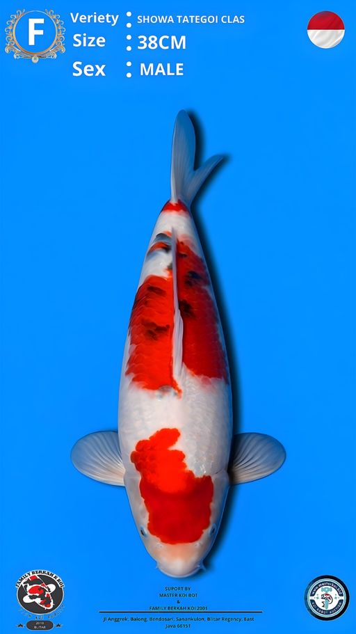 Lelang Koi Online, Jual Beli Ikan Koi, Pusat Jual Beli Koi, Info Lelang Koi Hari Ini, Platform Jual Beli Koi, Jual Beli Ikan Koi Online, Marketplace Ikan Koi, Jual Koi Terbaik, Tempat Beli Koi Berkualitas, Pasar Ikan Koi Online Terpercaya, Penjual Ikan Koi Terpercaya, Beli Koi Hias Online, Ikan Koi untuk Dijual, Koi Kualitas Terbaik, Toko Online Ikan Koi, Koi Hias Untuk Dijual, Jual Beli Ikan Koi Lokal, Koi Indonesia Online, Pusat Jual Beli Koi Terbesar