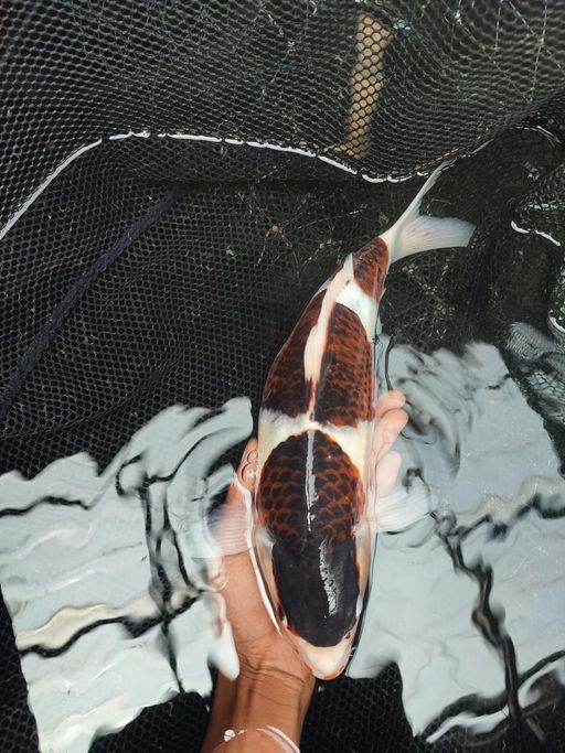 Lelang Koi Online, Jual Beli Ikan Koi, Pusat Jual Beli Koi, Info Lelang Koi Hari Ini, Platform Jual Beli Koi, Jual Beli Ikan Koi Online, Marketplace Ikan Koi, Jual Koi Terbaik, Tempat Beli Koi Berkualitas, Pasar Ikan Koi Online Terpercaya, Penjual Ikan Koi Terpercaya, Beli Koi Hias Online, Ikan Koi untuk Dijual, Koi Kualitas Terbaik, Toko Online Ikan Koi, Koi Hias Untuk Dijual, Jual Beli Ikan Koi Lokal, Koi Indonesia Online, Pusat Jual Beli Koi Terbesar