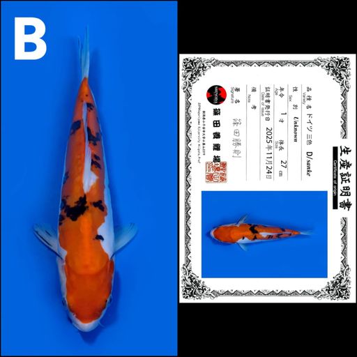 Lelang Koi Online, Jual Beli Ikan Koi, Pusat Jual Beli Koi, Info Lelang Koi Hari Ini, Platform Jual Beli Koi, Jual Beli Ikan Koi Online, Marketplace Ikan Koi, Jual Koi Terbaik, Tempat Beli Koi Berkualitas, Pasar Ikan Koi Online Terpercaya, Penjual Ikan Koi Terpercaya, Beli Koi Hias Online, Ikan Koi untuk Dijual, Koi Kualitas Terbaik, Toko Online Ikan Koi, Koi Hias Untuk Dijual, Jual Beli Ikan Koi Lokal, Koi Indonesia Online, Pusat Jual Beli Koi Terbesar