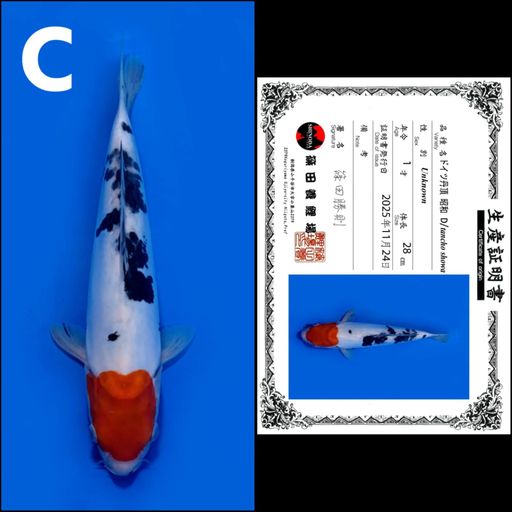 Lelang Koi Online, Jual Beli Ikan Koi, Pusat Jual Beli Koi, Info Lelang Koi Hari Ini, Platform Jual Beli Koi, Jual Beli Ikan Koi Online, Marketplace Ikan Koi, Jual Koi Terbaik, Tempat Beli Koi Berkualitas, Pasar Ikan Koi Online Terpercaya, Penjual Ikan Koi Terpercaya, Beli Koi Hias Online, Ikan Koi untuk Dijual, Koi Kualitas Terbaik, Toko Online Ikan Koi, Koi Hias Untuk Dijual, Jual Beli Ikan Koi Lokal, Koi Indonesia Online, Pusat Jual Beli Koi Terbesar