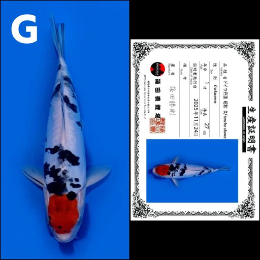 Lelang Koi Online, Jual Beli Ikan Koi, Pusat Jual Beli Koi, Info Lelang Koi Hari Ini, Platform Jual Beli Koi, Jual Beli Ikan Koi Online, Marketplace Ikan Koi, Jual Koi Terbaik, Tempat Beli Koi Berkualitas, Pasar Ikan Koi Online Terpercaya, Penjual Ikan Koi Terpercaya, Beli Koi Hias Online, Ikan Koi untuk Dijual, Koi Kualitas Terbaik, Toko Online Ikan Koi, Koi Hias Untuk Dijual, Jual Beli Ikan Koi Lokal, Koi Indonesia Online, Pusat Jual Beli Koi Terbesar
