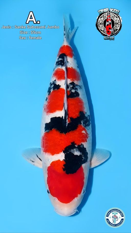 Lelang Koi Online, Jual Beli Ikan Koi, Pusat Jual Beli Koi, Info Lelang Koi Hari Ini, Platform Jual Beli Koi, Jual Beli Ikan Koi Online, Marketplace Ikan Koi, Jual Koi Terbaik, Tempat Beli Koi Berkualitas, Pasar Ikan Koi Online Terpercaya, Penjual Ikan Koi Terpercaya, Beli Koi Hias Online, Ikan Koi untuk Dijual, Koi Kualitas Terbaik, Toko Online Ikan Koi, Koi Hias Untuk Dijual, Jual Beli Ikan Koi Lokal, Koi Indonesia Online, Pusat Jual Beli Koi Terbesar