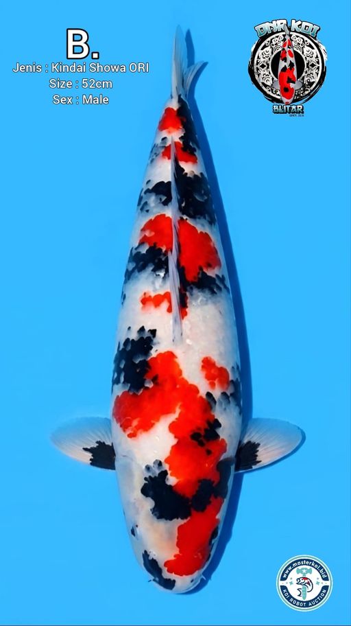Lelang Koi Online, Jual Beli Ikan Koi, Pusat Jual Beli Koi, Info Lelang Koi Hari Ini, Platform Jual Beli Koi, Jual Beli Ikan Koi Online, Marketplace Ikan Koi, Jual Koi Terbaik, Tempat Beli Koi Berkualitas, Pasar Ikan Koi Online Terpercaya, Penjual Ikan Koi Terpercaya, Beli Koi Hias Online, Ikan Koi untuk Dijual, Koi Kualitas Terbaik, Toko Online Ikan Koi, Koi Hias Untuk Dijual, Jual Beli Ikan Koi Lokal, Koi Indonesia Online, Pusat Jual Beli Koi Terbesar