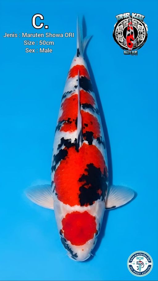 C. MARUTEN SHOWA ORIGINAL 50cm [M...