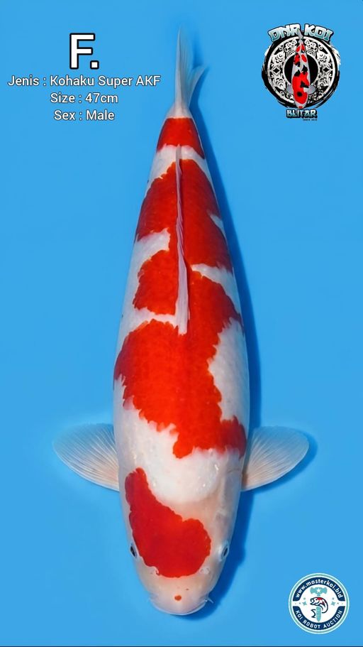 Lelang Koi Online, Jual Beli Ikan Koi, Pusat Jual Beli Koi, Info Lelang Koi Hari Ini, Platform Jual Beli Koi, Jual Beli Ikan Koi Online, Marketplace Ikan Koi, Jual Koi Terbaik, Tempat Beli Koi Berkualitas, Pasar Ikan Koi Online Terpercaya, Penjual Ikan Koi Terpercaya, Beli Koi Hias Online, Ikan Koi untuk Dijual, Koi Kualitas Terbaik, Toko Online Ikan Koi, Koi Hias Untuk Dijual, Jual Beli Ikan Koi Lokal, Koi Indonesia Online, Pusat Jual Beli Koi Terbesar