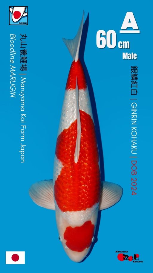 A. MARUTEN GINRIN KOHAKU BLOODLIN...