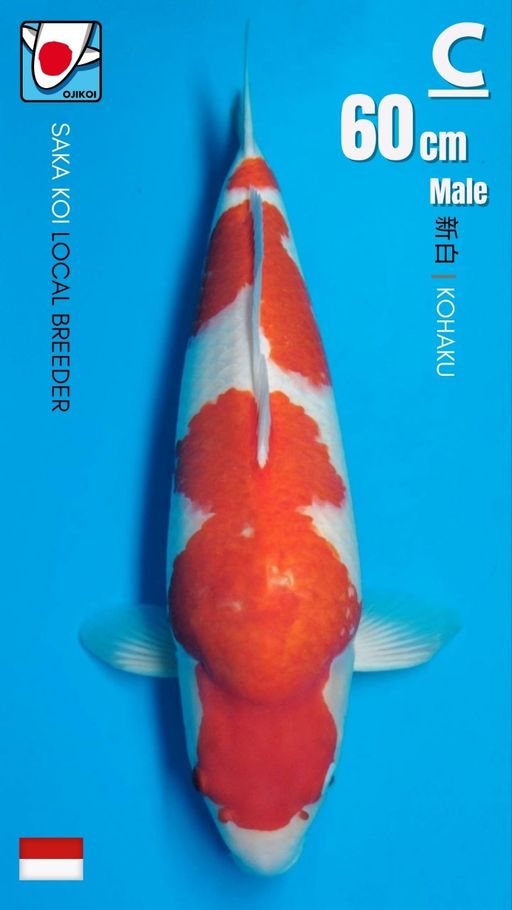 Lelang Koi Online, Jual Beli Ikan Koi, Pusat Jual Beli Koi, Info Lelang Koi Hari Ini, Platform Jual Beli Koi, Jual Beli Ikan Koi Online, Marketplace Ikan Koi, Jual Koi Terbaik, Tempat Beli Koi Berkualitas, Pasar Ikan Koi Online Terpercaya, Penjual Ikan Koi Terpercaya, Beli Koi Hias Online, Ikan Koi untuk Dijual, Koi Kualitas Terbaik, Toko Online Ikan Koi, Koi Hias Untuk Dijual, Jual Beli Ikan Koi Lokal, Koi Indonesia Online, Pusat Jual Beli Koi Terbesar
