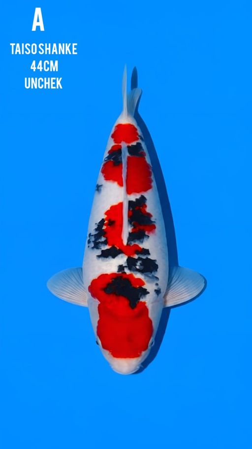 Lelang Koi Online, Jual Beli Ikan Koi, Pusat Jual Beli Koi, Info Lelang Koi Hari Ini, Platform Jual Beli Koi, Jual Beli Ikan Koi Online, Marketplace Ikan Koi, Jual Koi Terbaik, Tempat Beli Koi Berkualitas, Pasar Ikan Koi Online Terpercaya, Penjual Ikan Koi Terpercaya, Beli Koi Hias Online, Ikan Koi untuk Dijual, Koi Kualitas Terbaik, Toko Online Ikan Koi, Koi Hias Untuk Dijual, Jual Beli Ikan Koi Lokal, Koi Indonesia Online, Pusat Jual Beli Koi Terbesar