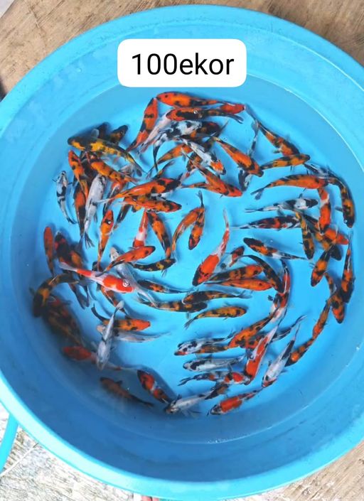Lelang Koi Online, Jual Beli Ikan Koi, Pusat Jual Beli Koi, Info Lelang Koi Hari Ini, Platform Jual Beli Koi, Jual Beli Ikan Koi Online, Marketplace Ikan Koi, Jual Koi Terbaik, Tempat Beli Koi Berkualitas, Pasar Ikan Koi Online Terpercaya, Penjual Ikan Koi Terpercaya, Beli Koi Hias Online, Ikan Koi untuk Dijual, Koi Kualitas Terbaik, Toko Online Ikan Koi, Koi Hias Untuk Dijual, Jual Beli Ikan Koi Lokal, Koi Indonesia Online, Pusat Jual Beli Koi Terbesar