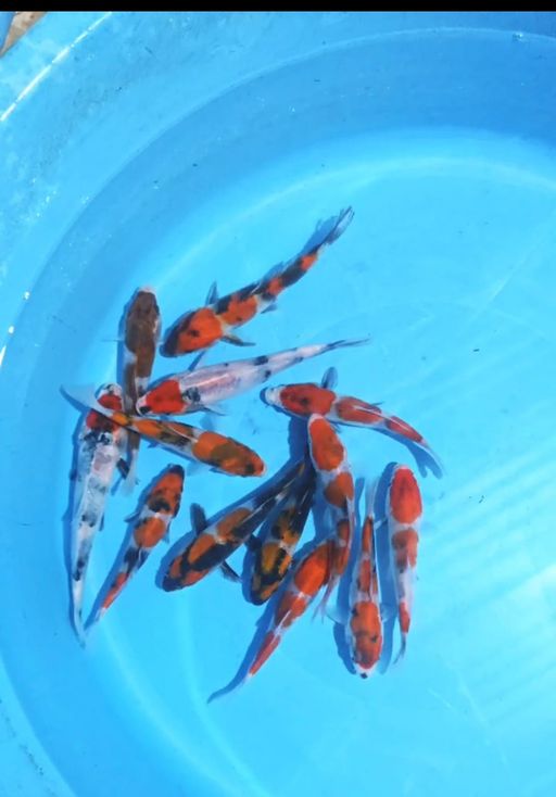 Lelang Koi Online, Jual Beli Ikan Koi, Pusat Jual Beli Koi, Info Lelang Koi Hari Ini, Platform Jual Beli Koi, Jual Beli Ikan Koi Online, Marketplace Ikan Koi, Jual Koi Terbaik, Tempat Beli Koi Berkualitas, Pasar Ikan Koi Online Terpercaya, Penjual Ikan Koi Terpercaya, Beli Koi Hias Online, Ikan Koi untuk Dijual, Koi Kualitas Terbaik, Toko Online Ikan Koi, Koi Hias Untuk Dijual, Jual Beli Ikan Koi Lokal, Koi Indonesia Online, Pusat Jual Beli Koi Terbesar