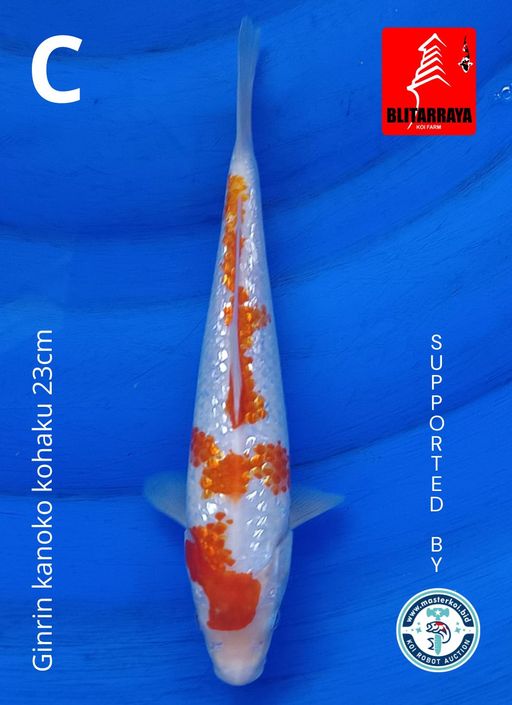 Lelang Koi Online, Jual Beli Ikan Koi, Pusat Jual Beli Koi, Info Lelang Koi Hari Ini, Platform Jual Beli Koi, Jual Beli Ikan Koi Online, Marketplace Ikan Koi, Jual Koi Terbaik, Tempat Beli Koi Berkualitas, Pasar Ikan Koi Online Terpercaya, Penjual Ikan Koi Terpercaya, Beli Koi Hias Online, Ikan Koi untuk Dijual, Koi Kualitas Terbaik, Toko Online Ikan Koi, Koi Hias Untuk Dijual, Jual Beli Ikan Koi Lokal, Koi Indonesia Online, Pusat Jual Beli Koi Terbesar