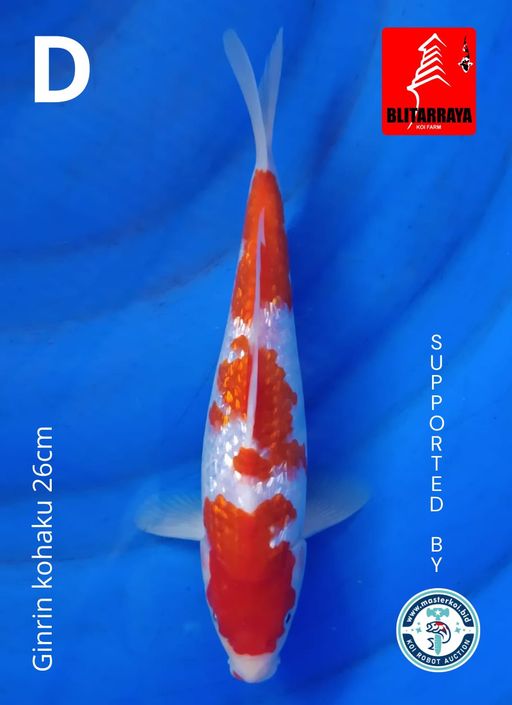 Lelang Koi Online, Jual Beli Ikan Koi, Pusat Jual Beli Koi, Info Lelang Koi Hari Ini, Platform Jual Beli Koi, Jual Beli Ikan Koi Online, Marketplace Ikan Koi, Jual Koi Terbaik, Tempat Beli Koi Berkualitas, Pasar Ikan Koi Online Terpercaya, Penjual Ikan Koi Terpercaya, Beli Koi Hias Online, Ikan Koi untuk Dijual, Koi Kualitas Terbaik, Toko Online Ikan Koi, Koi Hias Untuk Dijual, Jual Beli Ikan Koi Lokal, Koi Indonesia Online, Pusat Jual Beli Koi Terbesar