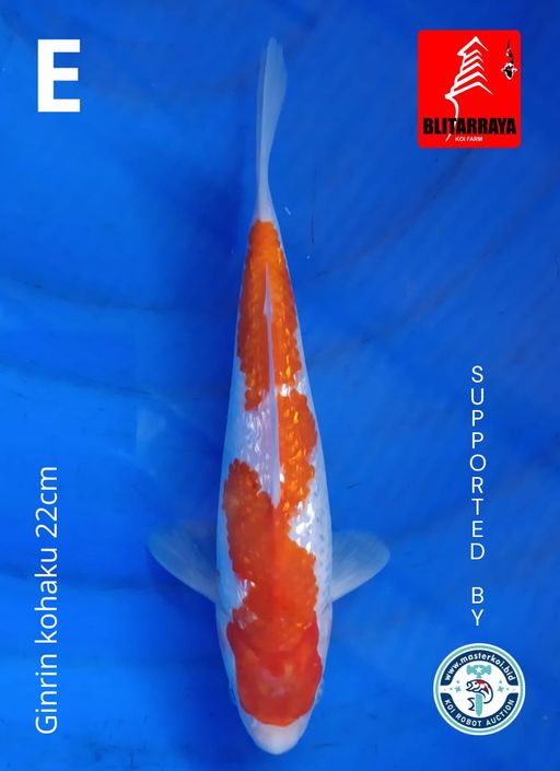 Lelang Koi Online, Jual Beli Ikan Koi, Pusat Jual Beli Koi, Info Lelang Koi Hari Ini, Platform Jual Beli Koi, Jual Beli Ikan Koi Online, Marketplace Ikan Koi, Jual Koi Terbaik, Tempat Beli Koi Berkualitas, Pasar Ikan Koi Online Terpercaya, Penjual Ikan Koi Terpercaya, Beli Koi Hias Online, Ikan Koi untuk Dijual, Koi Kualitas Terbaik, Toko Online Ikan Koi, Koi Hias Untuk Dijual, Jual Beli Ikan Koi Lokal, Koi Indonesia Online, Pusat Jual Beli Koi Terbesar