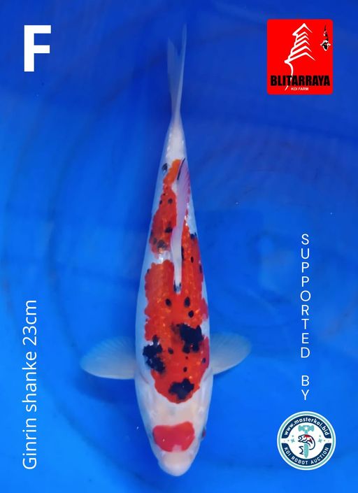 Lelang Koi Online, Jual Beli Ikan Koi, Pusat Jual Beli Koi, Info Lelang Koi Hari Ini, Platform Jual Beli Koi, Jual Beli Ikan Koi Online, Marketplace Ikan Koi, Jual Koi Terbaik, Tempat Beli Koi Berkualitas, Pasar Ikan Koi Online Terpercaya, Penjual Ikan Koi Terpercaya, Beli Koi Hias Online, Ikan Koi untuk Dijual, Koi Kualitas Terbaik, Toko Online Ikan Koi, Koi Hias Untuk Dijual, Jual Beli Ikan Koi Lokal, Koi Indonesia Online, Pusat Jual Beli Koi Terbesar
